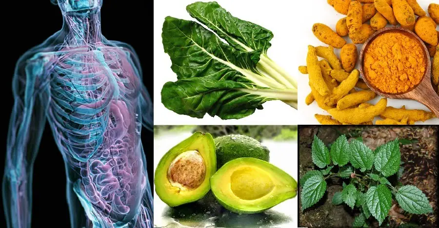 La Nutrición Ayuda En La Regeneración De Los Tejidos 0901