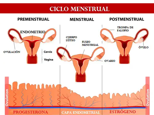 El Ciclo Menstrual Afecta Incluso Cuando No Menstruas My Xxx Hot Girl