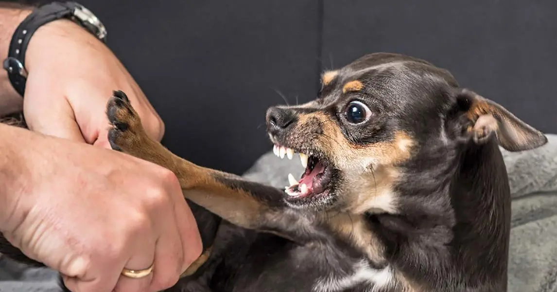Chihuahua agresivo más que otras razas