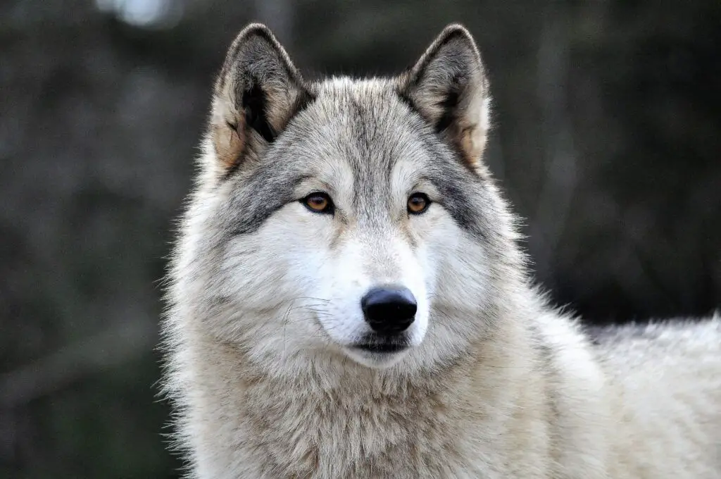 Los lobos grises: Comportamiento social y supervivencia